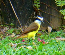 Great Kiskadee